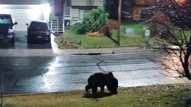 Brown and black bears are still awake in the Anchorage area, biologists warn