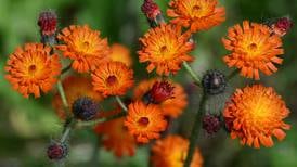 Orange hawkweed, a menacing invasive plant, is spreading in Anchorage