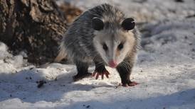 An opossum’s arrival in Homer spurs capture efforts, memes and a campaign to #FreeGrubby
