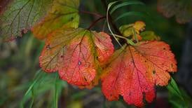 Autumn colors spice up a drive on the Kenai Peninsula