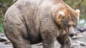 All hail the ‘Queen of Corpulence’: Say hello to this year’s Fat Bear Week champion