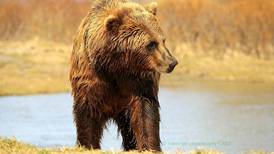 National Park Service will prohibit bear baiting in Alaska’s national preserves