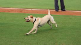 Bat dog has disastrous minor league baseball debut (but is still a good girl)